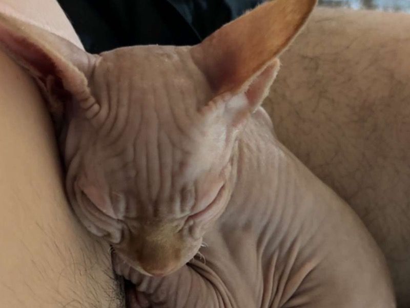 Ares – Sphynx Stud Cat for Breeding in Florida | Vaccinated
