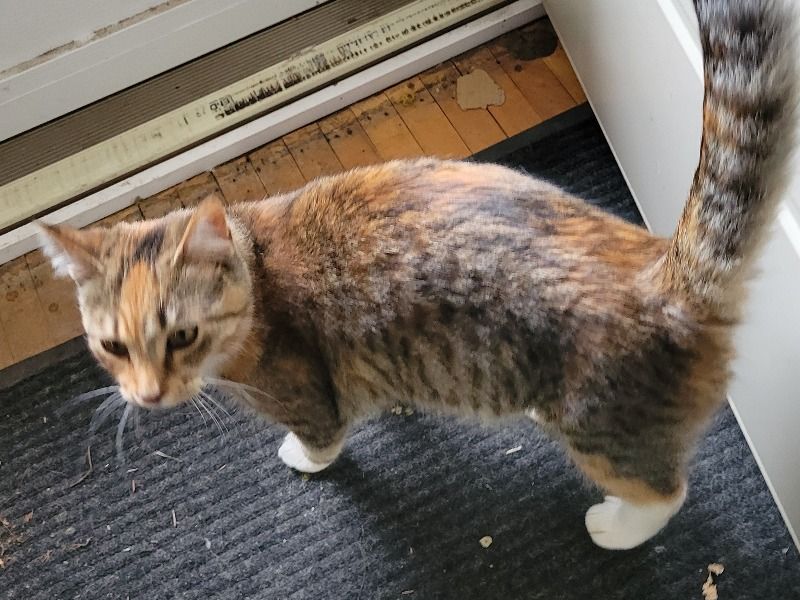 Oatmeal – American Shorthair Female Cat for Sale in North Dakota