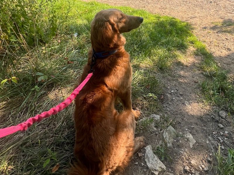 Lola – Golden Retriever Female Dog for Adoption in Indiana | Vaccinated