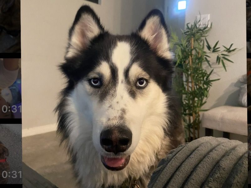 Royal – Siberian Husky Male Dog for Adoption in Nevada | Vaccinated