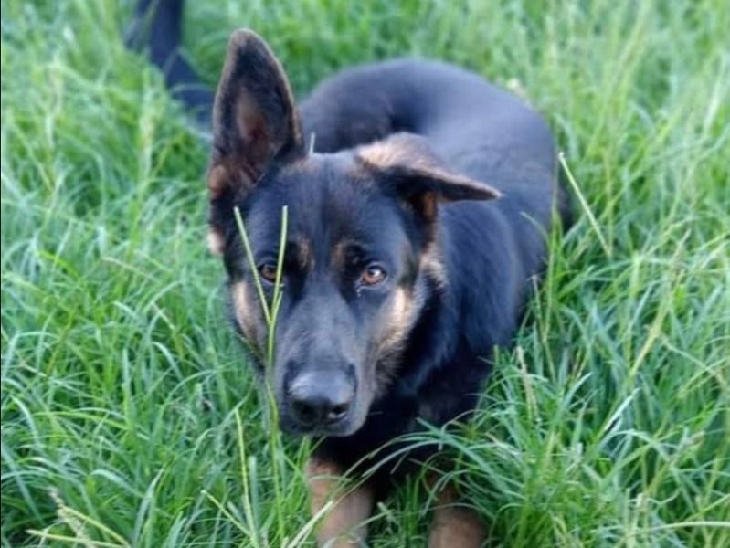 Luna – German Shepherd Female Dog for Breeding in New South Wales | Vaccinated