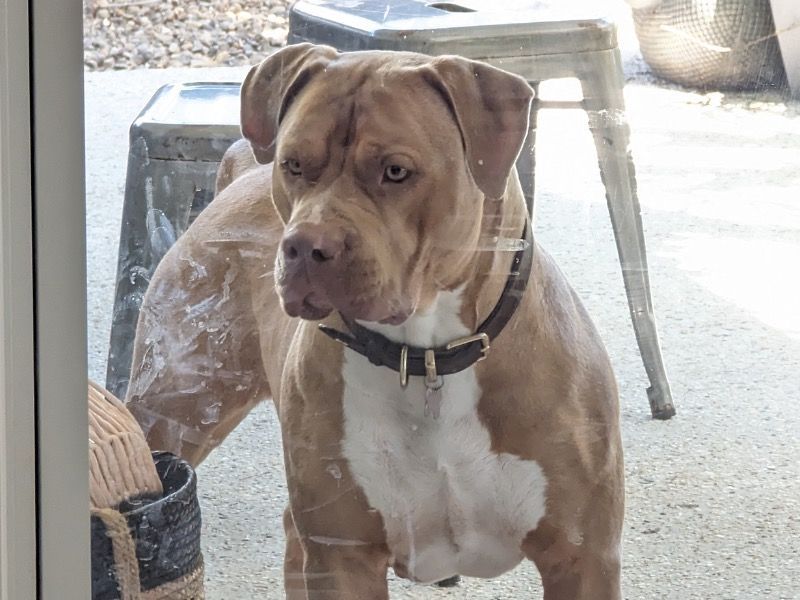 Luna – American Bully Female Dog for Adoption in Queensland | Vaccinated