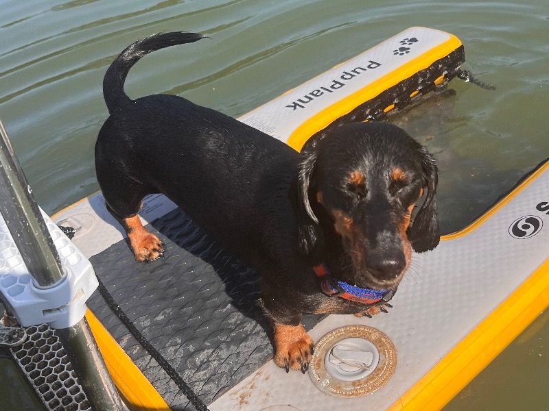 Dory – Miniature Dachshund Female Dog for Breeding in Maine | Vaccinated