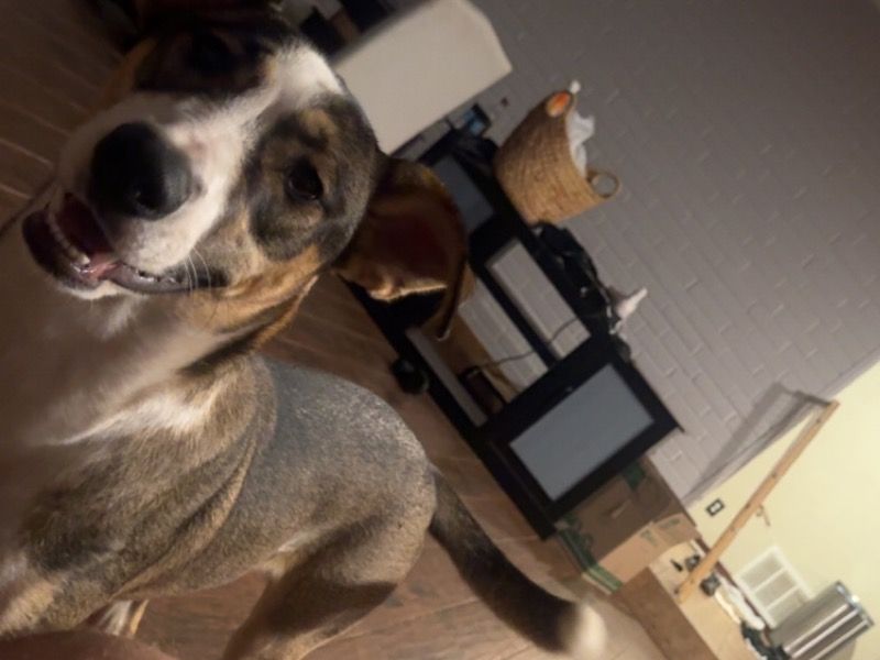 Rosie – Labradoodle x Husky Female Dog for Adoption in Oklahoma | Vaccinated