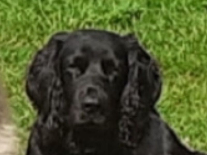 Rufus – Working Cocker Spaniel Stud Dog for Breeding in Scotland | Vaccinated
