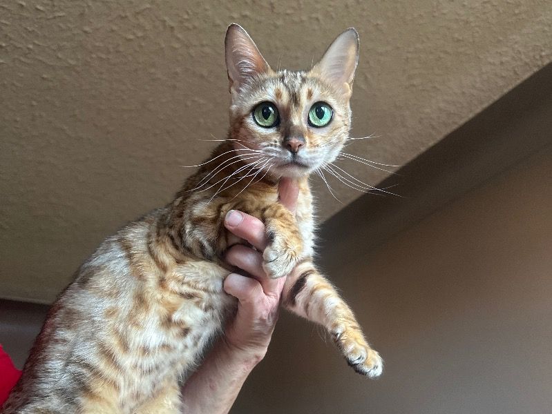 Tiny – Bengal Female Cat for Breeding in Alberta | Vaccinated