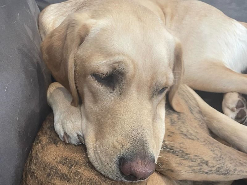 Stella – Labrador Retriever Female Dog for Breeding in Victoria | Vaccinated