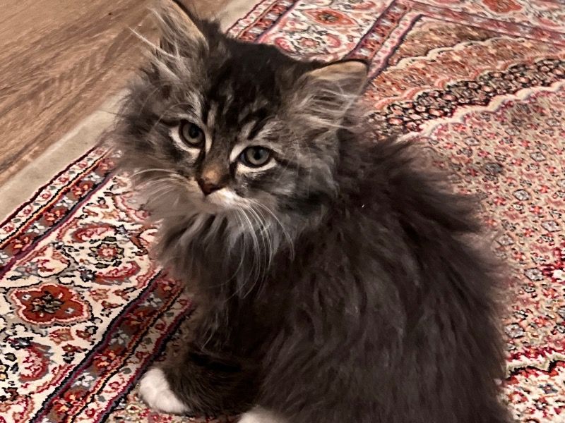 Oreo, – Maine Coon Male Cat for Sale in Alberta
