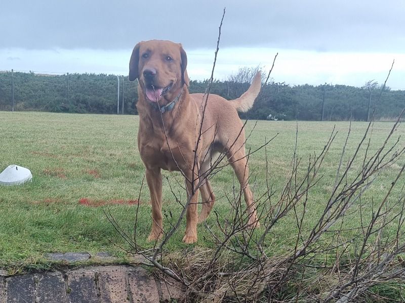 Rusty – Labrador Retriever Stud Dog for Breeding in Scotland | Vaccinated