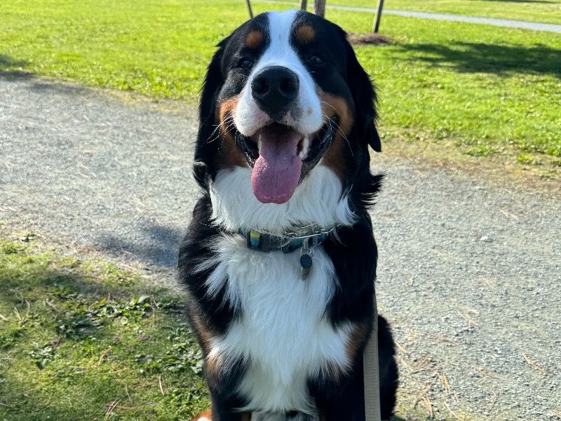 Benson – Bernese Mountain Dog x Labrador Retriever Stud Dog for Breeding in British Columbia | Vaccinated