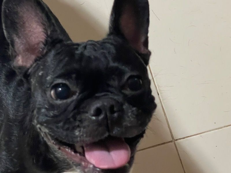 Coco – French Bulldog Female Dog for Breeding in Goa | Vaccinated