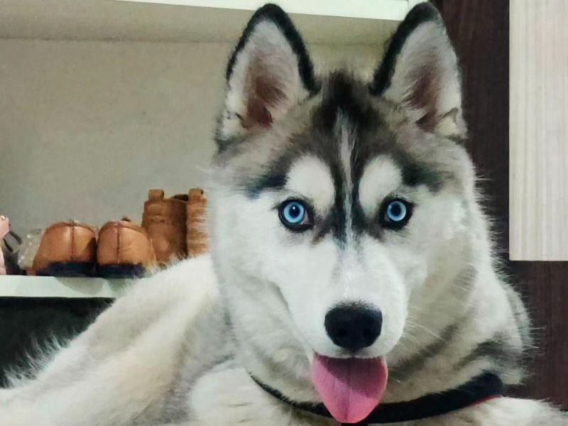 Lucy – Husky Female Dog for Breeding in Delhi | Vaccinated