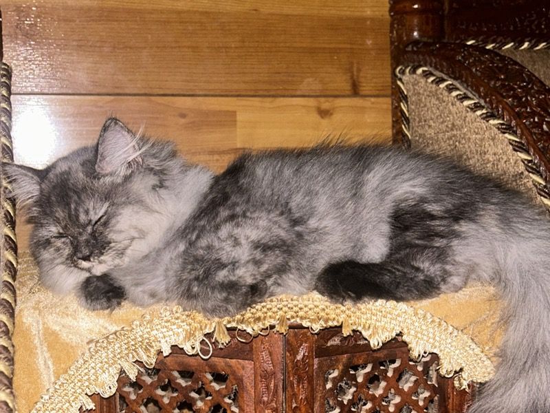 Nora – Persian Female Cat for Breeding in Karnataka | Vaccinated