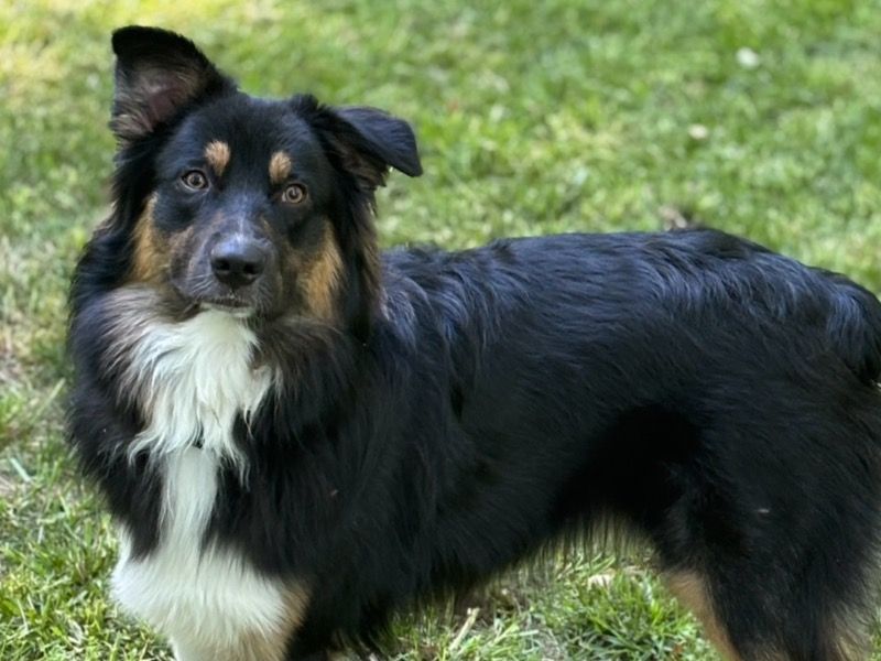 Archie – Australian Shepherd Stud Dog for Breeding in North Carolina | Proven Stud, Vaccinated
