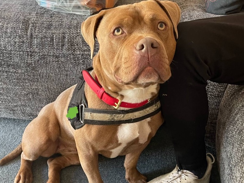 Ruby – American Bully Female Dog for Adoption in England | Vaccinated