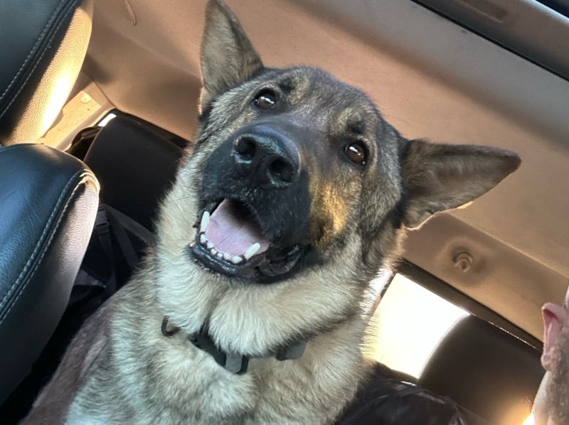 Axel – German Shepherd Male Dog for Adoption in North Dakota | Vaccinated