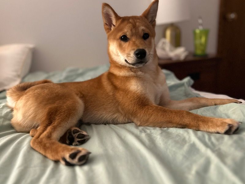 Koda – Shiba Inu Stud Dog for Breeding in Minnesota | Vaccinated