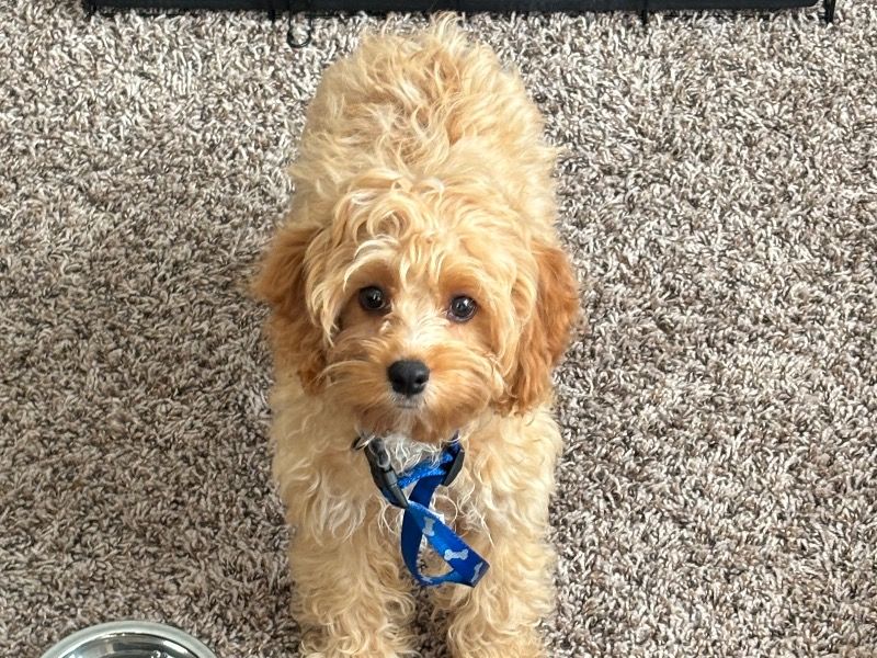 Binky – Cockapoo Male Dog for Sale in Arkansas | Vaccinated