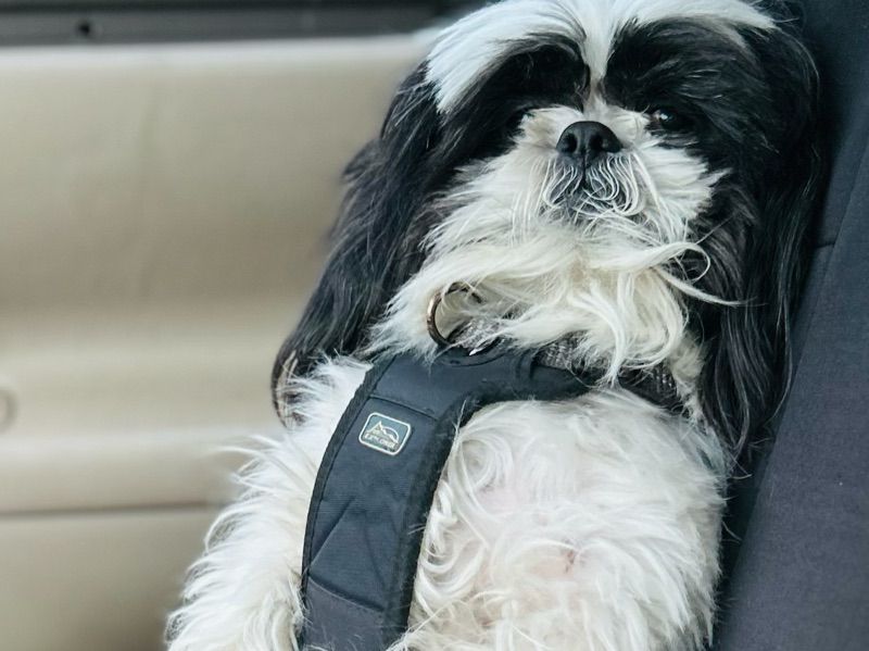 Leo – Shih Tzu Stud Dog for Breeding in Kansas | Proven Stud, Vaccinated