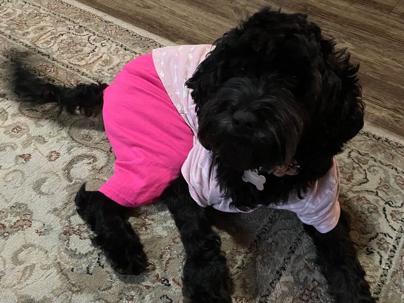 Daisy – Australian Labrodoodle Female Dog for Sale in North Carolina | Vaccinated