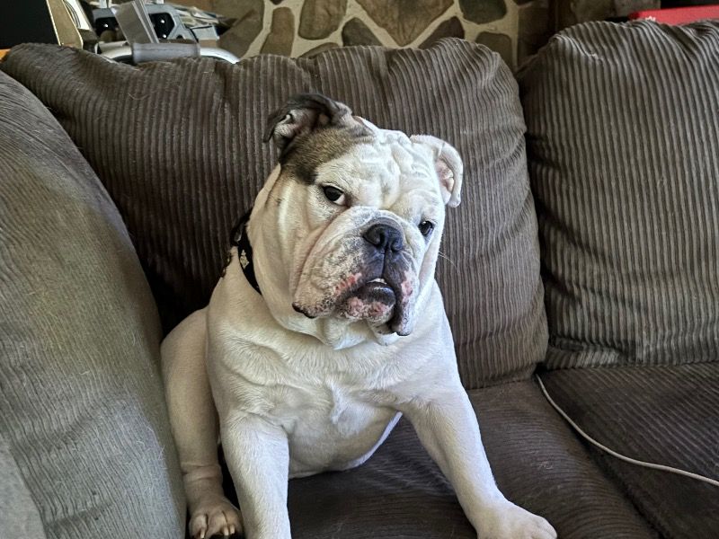 Dozer – Bulldog Stud Dog for Breeding in Pennsylvania | Vaccinated