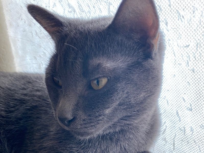 Grayson – American Shorthair Male Cat for Adoption in Arizona