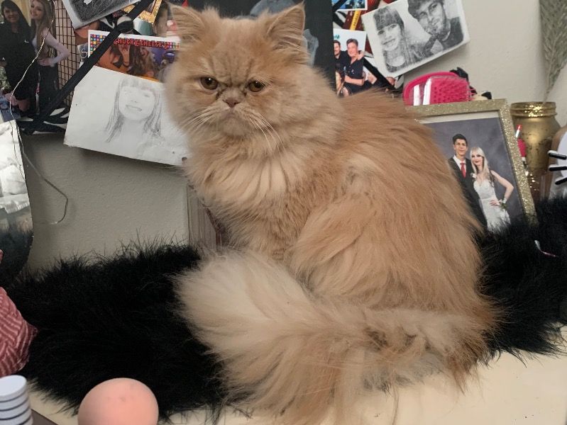 Princess – Persian Female Cat for Breeding in California | Vaccinated