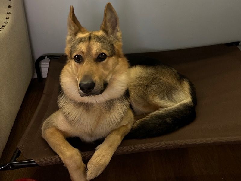 Milo – Black German Shepherd Stud Dog for Breeding in Rhode Island | Vaccinated