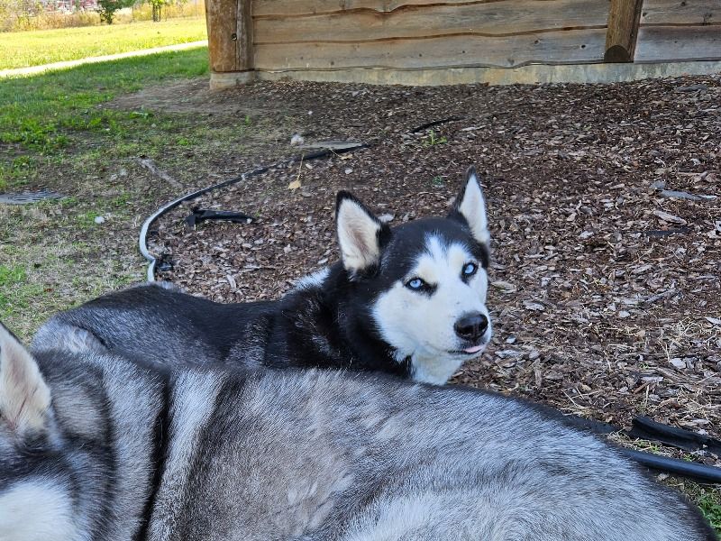 Winter – Siberian Husky Female Dog for Breeding in Missouri | Vaccinated