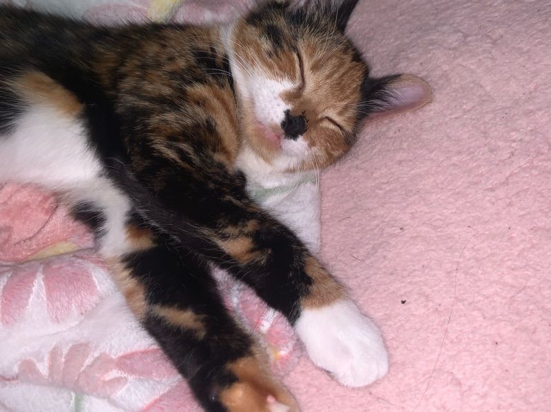 Nala – Tabby x Tabby Female Cat for Breeding in England | Vaccinated