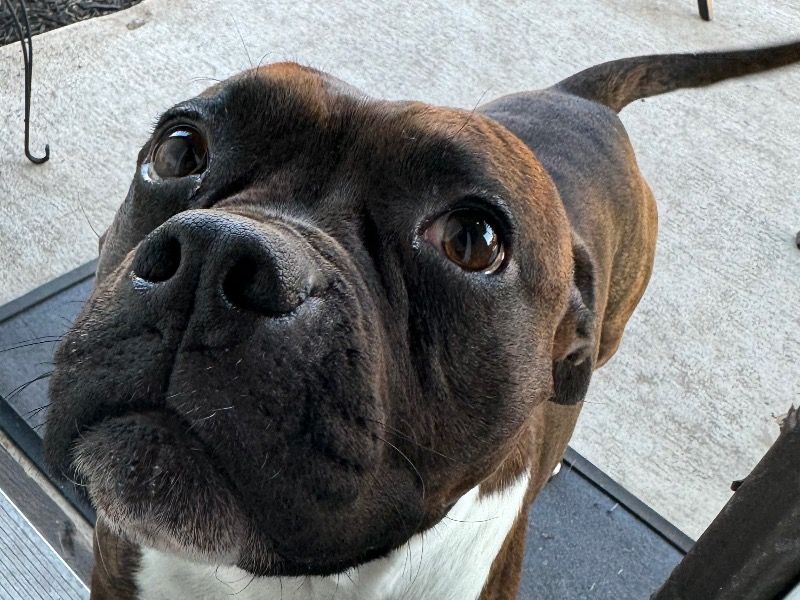 Bruno – Pit Bull Terrier Stud Dog for Breeding in Texas | Vaccinated