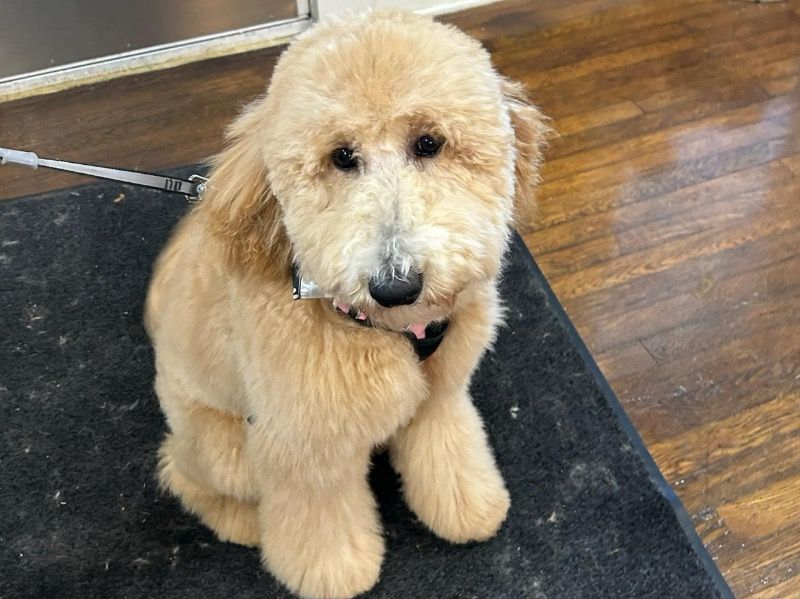 Lucki – Standard Poodle Female Dog for Breeding in South Carolina | Vaccinated