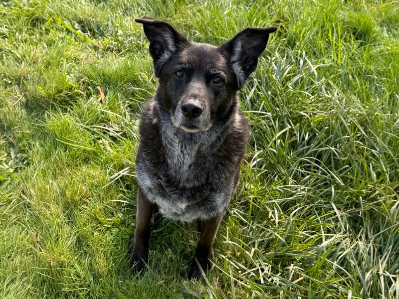 Mia – Labrador Retriever x Black German Shepherd Female Dog for Adoption in Washington | Vaccinated