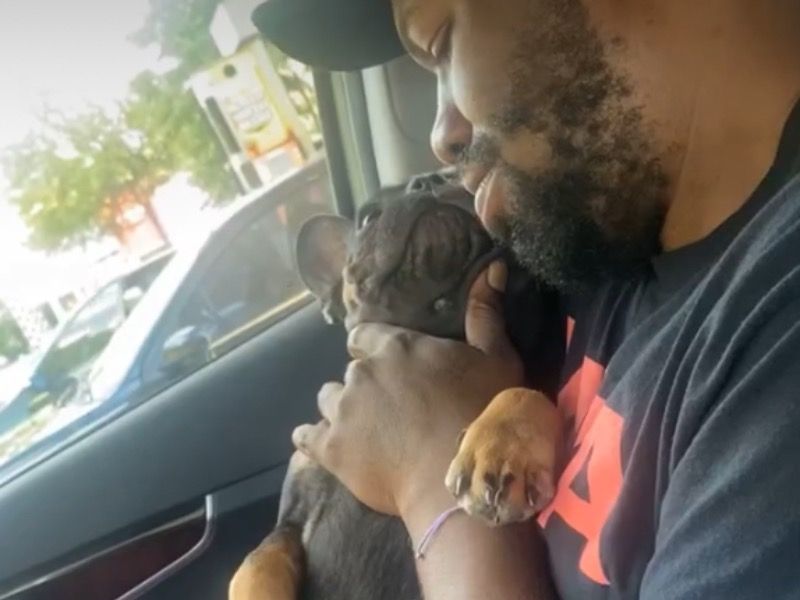 Turbo – French Bulldog Stud Dog for Breeding in Georgia | Vaccinated