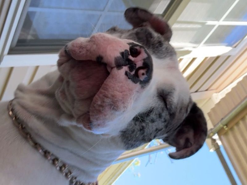 Sully – American PitBull Terrier x Bullmastiff Stud Dog for Breeding in North Carolina | Vaccinated