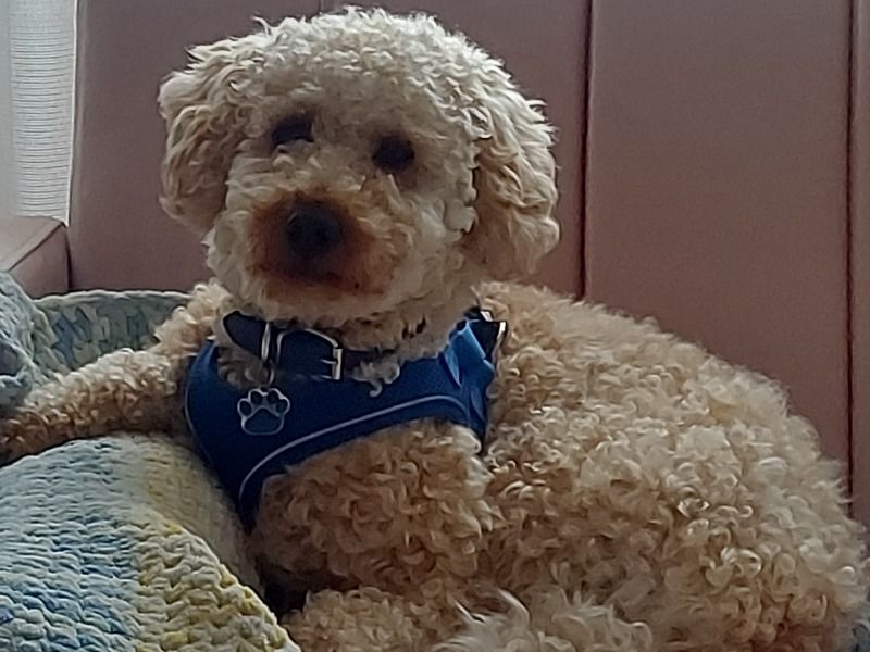Teddy – Miniature Poodle Stud Dog for Breeding in England | Vaccinated