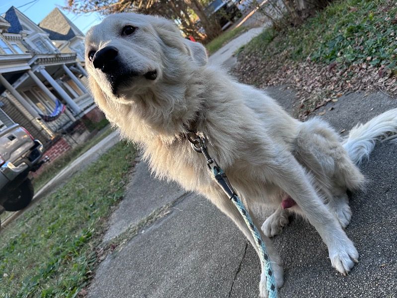 Odin – Great Pyrenees x Newfoundland Male Dog for Sale in Virginia | Vaccinated