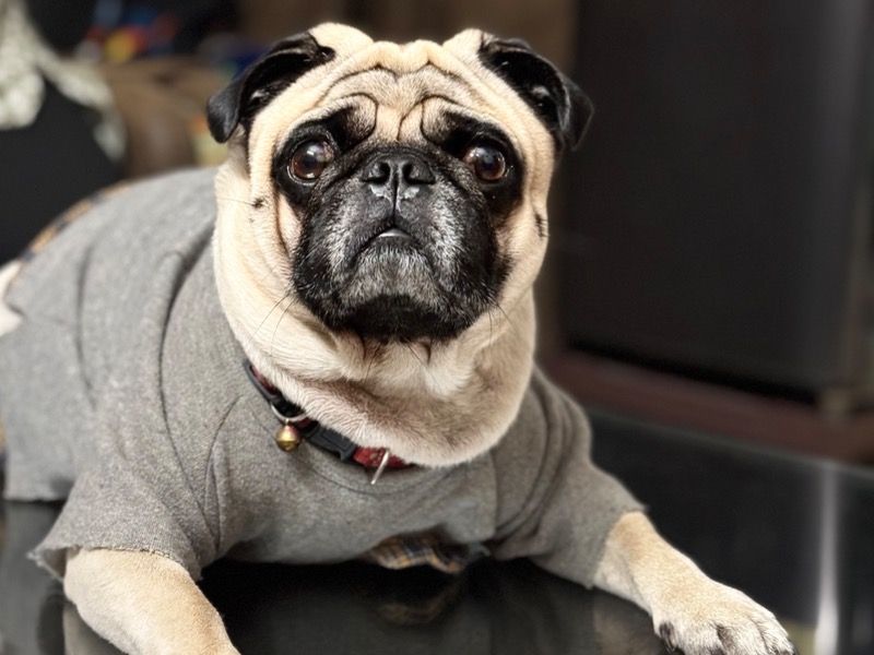 Joey – Pug Stud Dog for Breeding in Uttar Pradesh | Vaccinated