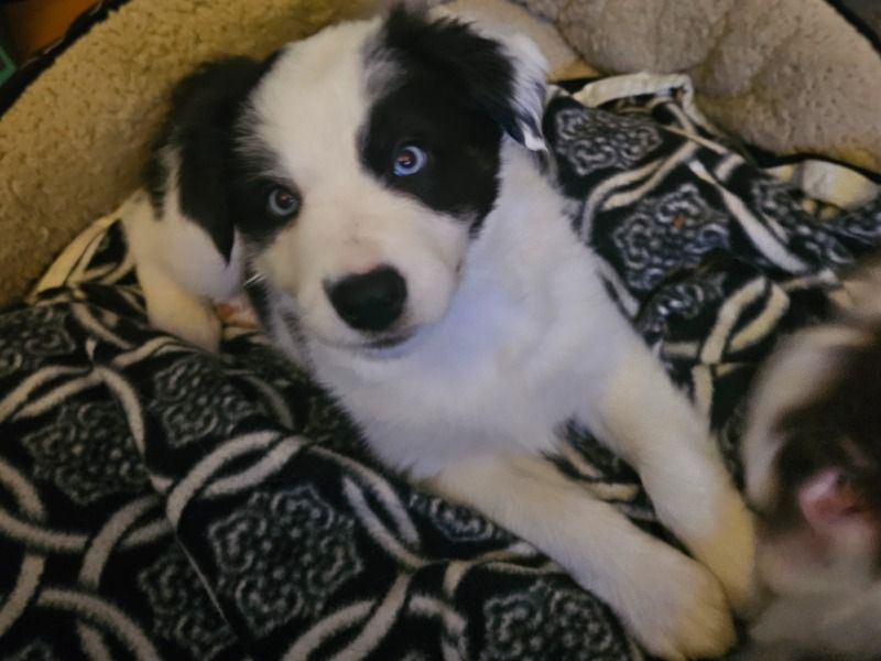 Jersey – Australian Shepherd Female Dog for Adoption in Kentucky