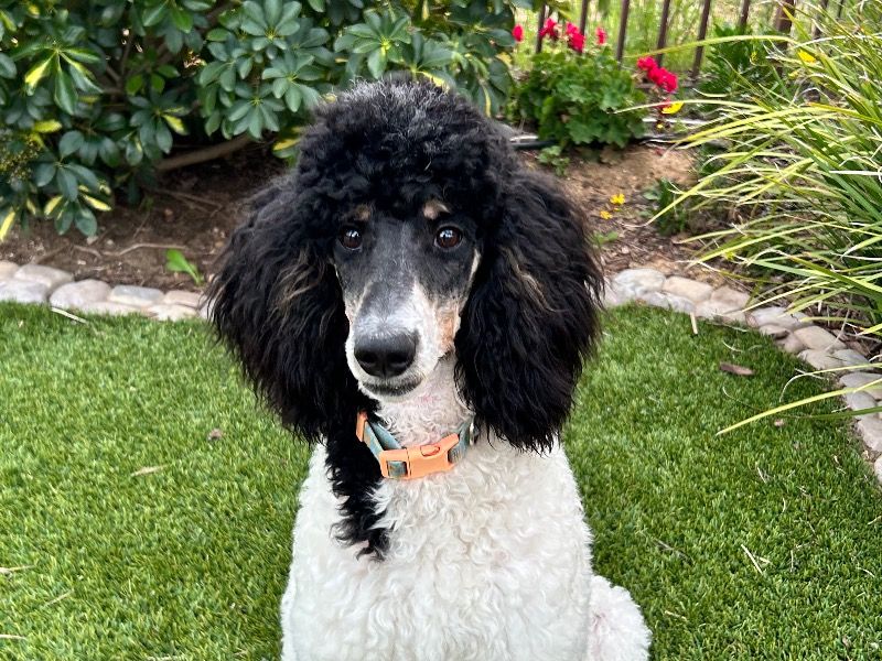 Gracie – Poodle Female Dog for Sale in California | Vaccinated