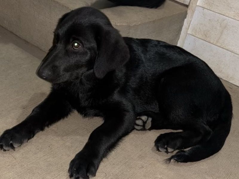 Ebony – German Shepherd x Mini Golden Doodle Female Dog for Adoption in Iowa | Vaccinated