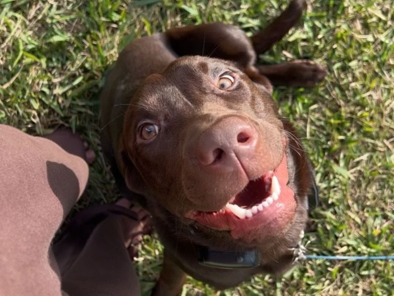 Bear – Labrador Retriever Male Dog for Adoption in Florida | Vaccinated