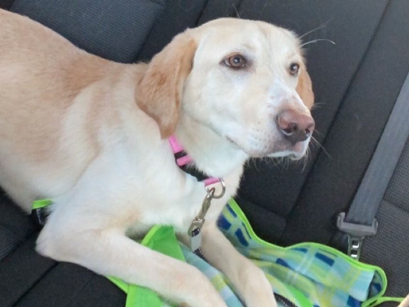 Chrissy – Labrador Retriever Female Dog for Adoption in Louisiana | Vaccinated