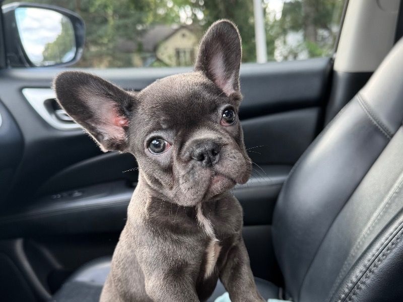 Baby – French Bulldog Female Dog for Sale in Missouri | Vaccinated