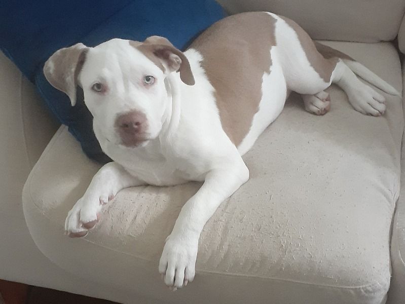 Gizmo – Pit Bull Terrier x American Bully Female Dog for Sale in Florida