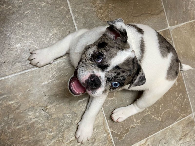 Oreo – French Bulldog x Shar Pei Male Dog for Sale in Massachusetts | Vaccinated