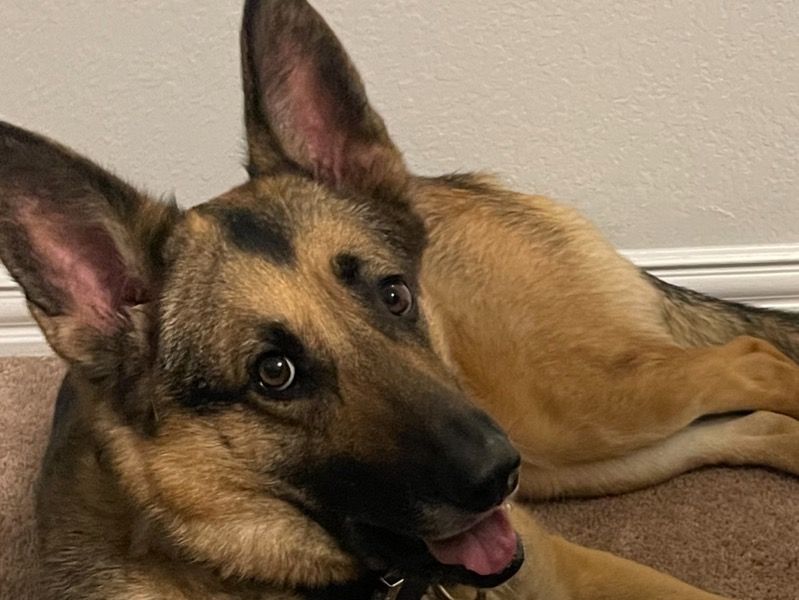 Lala – German Shepherd Female Dog for Breeding in Texas | Vaccinated