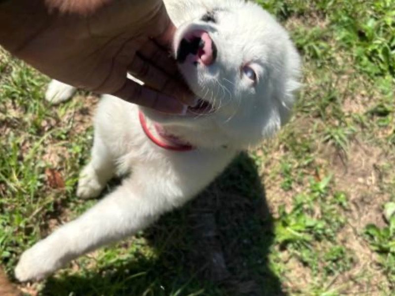 Rocky – Australian Shepherd Male Dog for Sale in North Carolina | Vaccinated
