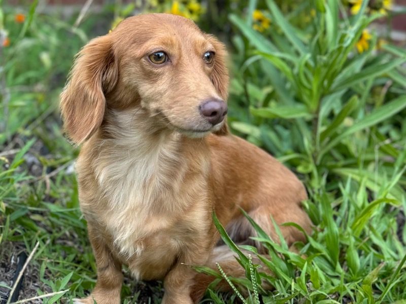 Brandy – Miniature Dachshund Female Dog for Breeding in South Carolina | Vaccinated