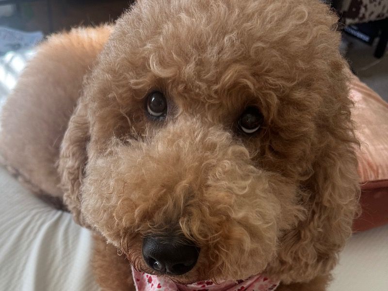 Cora – Goldendoodle Female Dog for Breeding in Arizona | Vaccinated